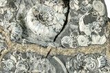 Fossil Ammonite Cluster - Marston Magna, England #282046-1
